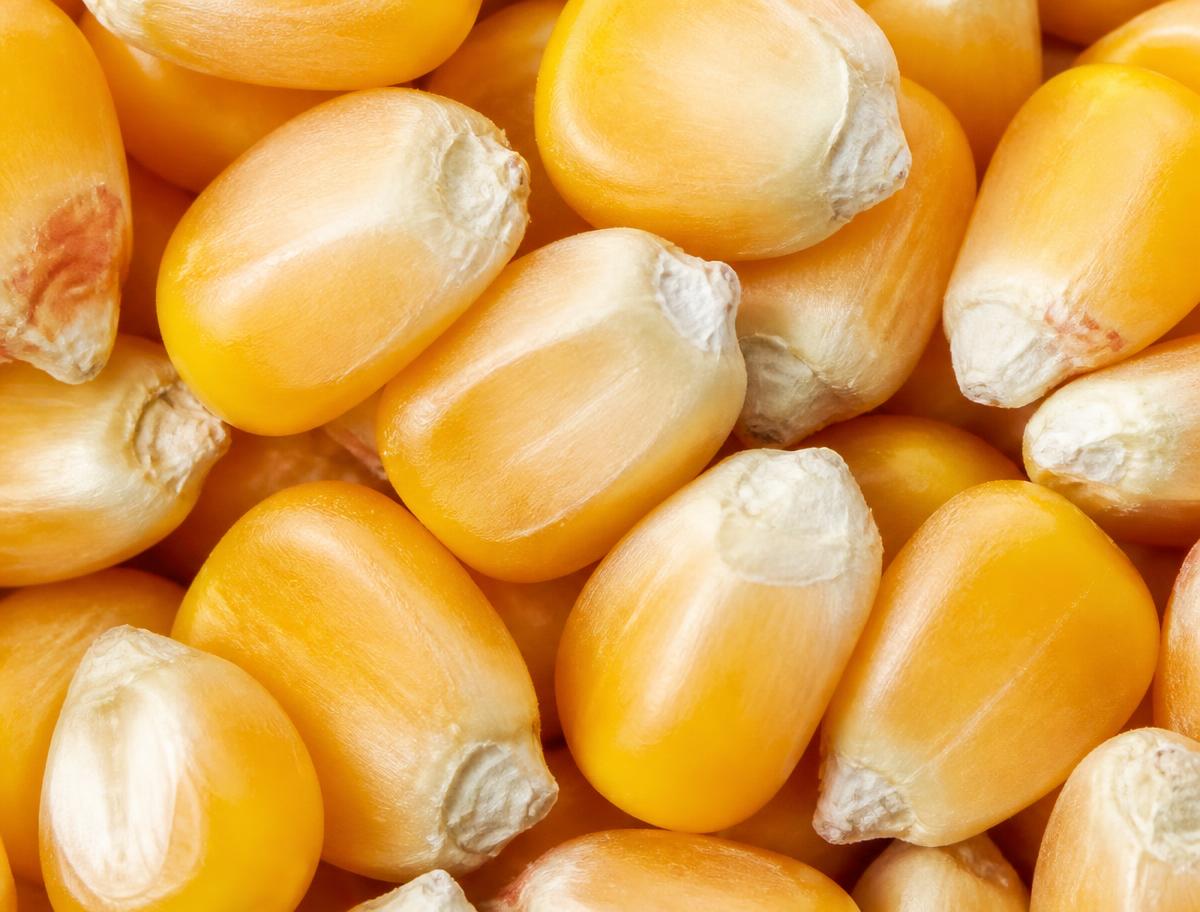 Macro view of clean dry yellow corn kernels